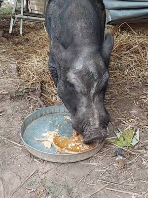 A post by @wrfas on TikTok caption: We recently lost our old boy, Tennessee Dave, to advanced arthritis in his limbs and spine. Here he is, enjoying his last treat, a pumpkin pie. See you on the other side Dave ❤️