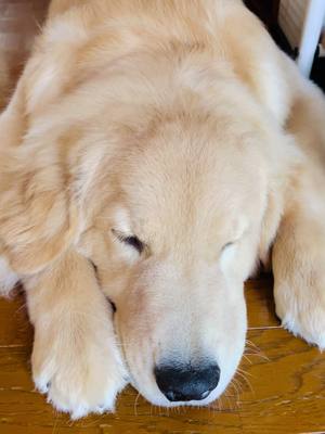 A post by @lhouencarnacion on TikTok caption: Puyat n nmn ang cute jyunito ko😃🐾🐶@PABLO #puyatbypablo🥰#fyp#goldenretriever#1yearold 