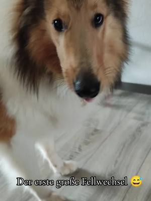 A post by @juli1504shelly_ebby on TikTok caption: #funnyvideo #funnydogs #dogsoftiktok #collie #fellwechsel #nurspaß #🤣 