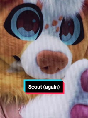 A post by @caprikki on TikTok caption: My bbg comes next week!! IM SO EXCITED!!! Scout belongs to @Hewwo??  #furriesoftiktok #fursuit #fursuitcommission #fursuiter #fursuits #furryfandom #fursuitmaker #furryfyp #furry 