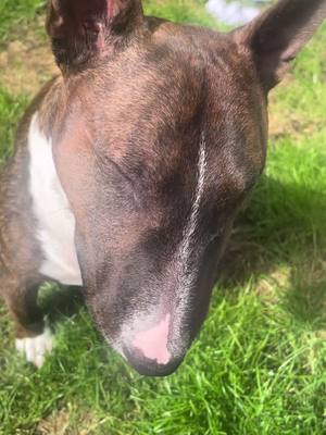 A post by @harrythebull2023 on TikTok caption: Salmons head 🤤🐟 Harry approves  #bullterrier #fypage #dog #puppylove #bullterrierlover #englishbullterrier #bullterriers #englishbullterriersoftiktok #irishdogs #irishtiktok #fyp #asmr #asmrsounds 