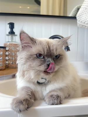 A post by @susmitaalimbu on TikTok caption: 🤭🦷🪥 #PersianCat #cathygiene 