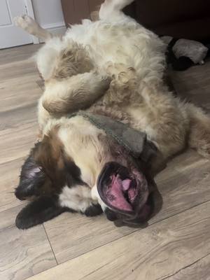 A post by @houndthesaint on TikTok caption: Who sleeps like this?  #dog #stbernard #fyp #dogsofttiktok #saintbernard #tongueout 