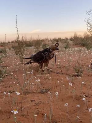 A post by @sunrays6 on TikTok caption: شاهين 🦅⚔️ #مربط_حايل_للصقور #الشعب_الصيني_ماله_حل😂😂🙋🏻‍♂️ #صيد_الصقور #كروان 