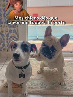 A post by @nala_et_paco66 on TikTok caption: On n’aime personne et on recoit personne ! 😂😂 #chien #onaimepersonne #lol #drole #mdr #hahaha #paco #nala #fyp #tiktok #viraltiktok #viral #chiendrole 