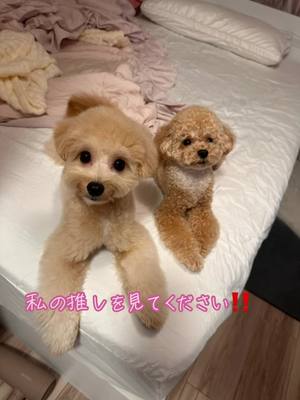 A post by @remi0920 on TikTok caption: #愛犬#ポメプー#トイプー