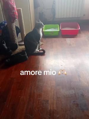 A post by @sarazanetti001 on TikTok caption: #asgard #gatti #perte 