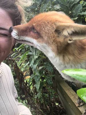 A post by @kikithefox_ on TikTok caption: If a fox wants to play hairdresser, you damn well let him play hairdresser!