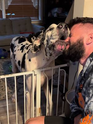 A post by @thesnyderzoo on TikTok caption: Taking a small break from cleaning the kitchen for some over the gate kisses🖤 #thesnyderzoo #fyp #foryou #dogsofttiktok #greatdanesoftiktok #viral #dogs #foryoupage #sassyclyde #kisses 