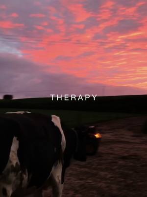 A post by @jade_ely on TikTok caption: Therapy.🐮🌻 #capcut #agriculture #farmlife #dairy #beef #sheep #2024 #fyp #keeponkeepingon #bbf 