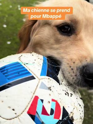 A post by @umy.camille on TikTok caption: Ma chienne est meilleure que #Cristianoronaldo #mbappé #football #feminin #golden #goldenretrieverlife #footderue ⚽️🥅🏈