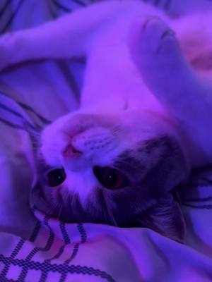 A post by @pickle.the.kitty on TikTok caption: Goodnight💤🫶🏼#picklethecat #picklethekitty #cat #kitten #britishshorthair #onthisday 