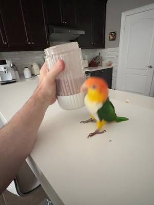 A post by @hubertthebird on TikTok caption: I am jumping again! #funnybird #foryoupage #bird #funnyanimals #parrot #pets #PetsOfTikTok #petlife #funnyparrot #caique 