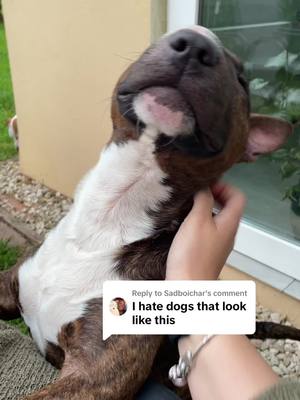 A post by @harrythebull2023 on TikTok caption: Replying to @Sadboichar #bullterrier #fypage #dog #puppylove #bullterrierlover #englishbullterrier #bullterriers #englishbullterriersoftiktok #irishdogs #irishtiktok #fyp 