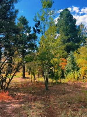 A post by @darthkder1 on TikTok caption: Every trail leads to beauty!#state48 #naturewalks #NAU #flagstaff 