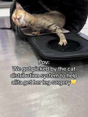 A post by @meow_life9 on TikTok caption: She’s staying at the vet for now but he’s asking for advance payment to get the surgery any amount could be really helpful,for any kind of help pls check the link in my bio💛🎀