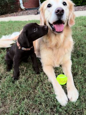 A post by @maryrocc on TikTok caption: Because I’m so indecisive, Lily had to name the baby 🤎💛 #goldenretriever #chocolatelab #dogsoftiktok #fyp 