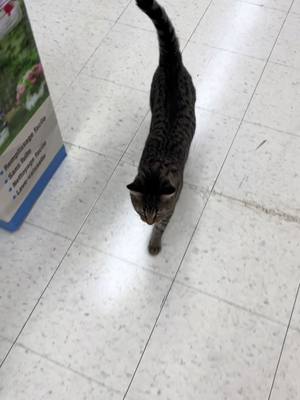 A post by @nova_and_luna_shepherd on TikTok caption: When the store cat follows you when she spots you. #feederspetsupply #storecat 