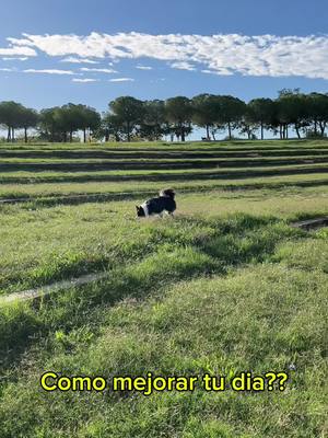 A post by @troia_bordercollie on TikTok caption: Y tu… como mejoras tu dia? #troiabordercollie #pets #bordercollie #loveanimals #pethumor #petmemes #pet 