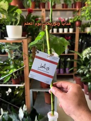 A post by @plant_2019 on TikTok caption: هدايا وتوزيعات يوم المعلم  #جيزان #جيزان_العارضه_احدالسارحه_صبيا #يوم_المعلم_والمعلمة  #اكسبلوررر 