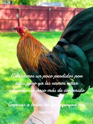 A post by @criaderosangredereyes on TikTok caption: #bantam #bantamchicken #gallosfinos💯 #gallosworld #farm #paratodoelmundo #gallosworld #paratodoelmundo #amantesdelaplumafina🐓🐓 #gallosaztecas #gallitosminiatura #viral #kikirikis #parati #fypシ #fyp 