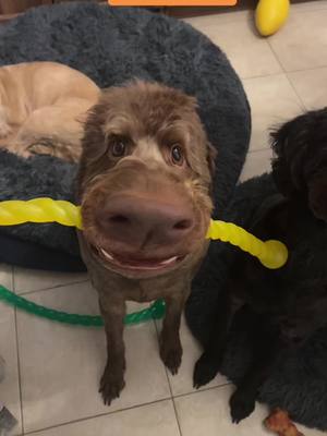 A post by @caseyleereesjones on TikTok caption: #labradoodle #labradoodlesoftiktok #dog #dogsoftiktok #dogs #dogsofttiktok #dogtok #dogdad #dogdaddy #lovedog #lovedogs #dogslife #fyp #like #viraltiktok #viral_video 