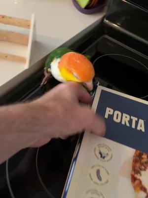 A post by @hubertthebird on TikTok caption: Hooman making #portapizza I must help #funnybird #bird #funnyanimals #parrot #pets #pets #funnyparrot 