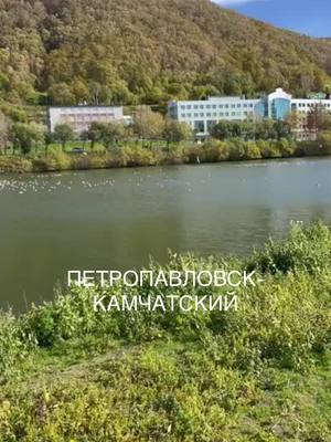 A post by @kamchatkakray on TikTok caption: У чаек большое совещание в центре Петропавловска