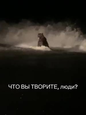 A post by @kamchatkakray on TikTok caption: «Дураки на автомобиле гнали медведя по морскому берегу, чтобы "сфоткать". Он устал и стоит с пеной у рта дышит. Отстаньте от медведя. И он уйдет. Нельзя гонять медведей на машине. Попробуйте побегать от локомотива, поймете почему». «Они уже готовы топиться, умирать от патронов охотоведов, попрошайничать на дорогах….. Они от голода не переживут эту зиму! Они тощие и не уснут… Значит сдохнут! У них нет выбора никакого!!!!» Вода в океане холодная и медведь запросто может заболеть и погибнуть😿 Люди, что вы творите ?