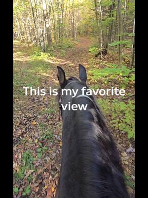 A post by @lesaventuresdebene on TikTok caption: bareback riding🥰 #trendingvideo #programmers #tiktok #tiktok #painthorse #horselife #horseofinstagram #photography #horsebackriding  #bareback #fall #fallseason #confiance 