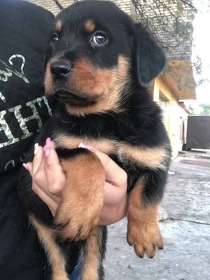 A post by @briggittems on TikTok caption: #rottweiler #rottie #dog #pet #perro #puppylove #puppies 