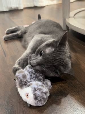 A post by @yourlatingirly on TikTok caption: New toy for carlito 🥰 #flappybird #catlover #cattoy #toysforcats #fypシ #toys 