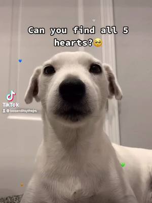 A post by @booanditsythejrs on TikTok caption: Dod you find them?😟🐶🐶 #tiktok #fyp #foryou #foryoupage #doggies