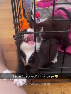 A post by @funnycats0ftiktok on TikTok caption: Part 65 | Kitten meowing! Funny cat videos #funnycats #funnyanimals #funnypets #funnykitten