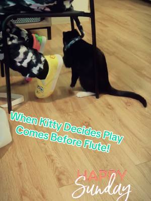 A post by @aimster813 on TikTok caption: Flute lessons always have a lil extra spice! #fyp #kitty #animal #Love 