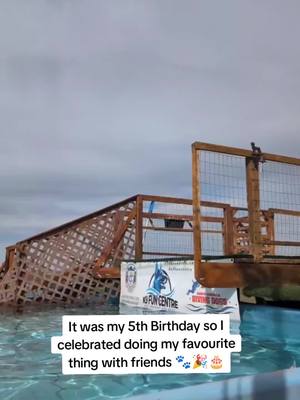 A post by @theobearthegolden on TikTok caption: Happy Birthday to me!  #competitivesports #sportdogs #foryou #fyp #pool #canadian #sports #dogsports #dockdiving #dockdivingdogs #puppiesoftiktok #theobearthegolden #theobear #happybirthday 