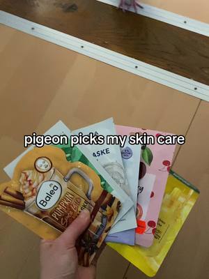 A post by @carvelcake on TikTok caption: +50 aura #pigeon #taube #petpigeon #praesidentbusiness 