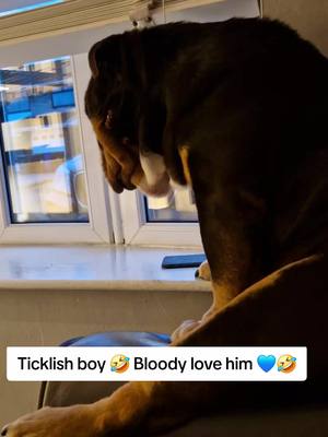 A post by @joahrens0 on TikTok caption: #walter #bulldog #tickles 🤣💙