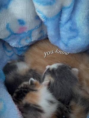 A post by @prettylilac90 on TikTok caption: Baby kittens are 6 days old! #kittensoftiktok #kittenrescue #kittentok 