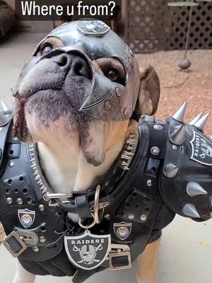 A post by @frankiebulldog on TikTok caption: Raider Nation, where you at? #justwinbaby #frankiebulldog #justwinbaby🤍🖤 #silverandblack #raiders 