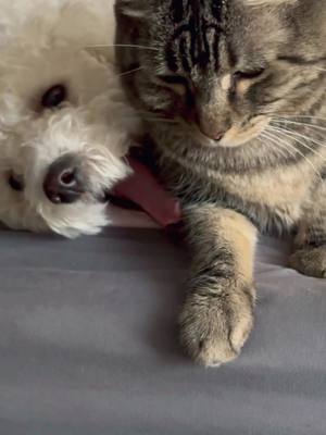 A post by @aymieandfamily on TikTok caption: Penny and Josie girl are buddies! #talkingcat