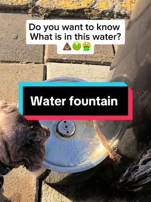 A post by @alexthezee on TikTok caption: Water fountain for Dogs , cats , bunnies. #dogsoftiktok #catsoftiktok #waterfountain 