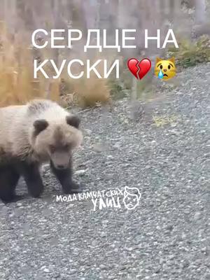 A post by @kamchatkakray on TikTok caption: Сердце на куски💔❤️‍🩹 Малыш прощается с матерью, которую сбили насмерть на дороге  в Петропавловск от Мильково.  Медвежонок один. Даже трудно представить каково ему.  Как думаете, ему помогут?