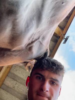 A post by @harrisonchart_ on TikTok caption: #fyp #foryou #horse #equestrian 