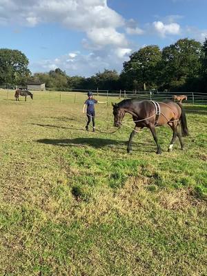 A post by @georgi.sh on TikTok caption: Showing off his trademark athletics 🫶 Alfie’s first time in a lunging aid so its nice and loose for him to get use to the feel of it! #horse #lunge #equestrian #equine #gelding #buck #canter #trot #bay #oops 