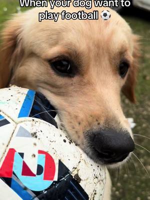 A post by @umy.camille on TikTok caption: When your dog can play football too ! 🐶⚽️🥅 #footballtiktok #WomensFootball #goldenretriever #dog #dogsport 