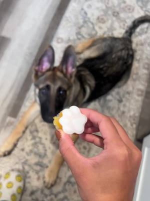 A post by @susmitaalimbu on TikTok caption: Made my puppy frozen treats from scratch 😋  #FurMom #germanshepherd #GSD #dogsoftiktok 