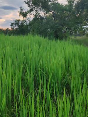 A post by @sengsimtiktok on TikTok caption: ខានមកមើលស្រែយូរចេញស្រូវបណ្ដើរៗហើយ🌾🌾🌾❤️ ជីវិត្តមនុស្សលោកមិនទៀងទាត់កើតចាស់ស្លាប់ជារឿងធម្មជាតិកើតមកទទេទៅវិញទទេអ្វីដែលបន្សល់បាននោះគឺជាអនុស្សារីយ៍និងការចងចាំ🌅🌄👶🥸⚰️