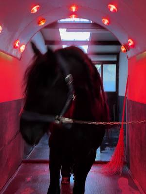 A post by @et.olga on TikTok caption: Wellness Evening. #horse #horses #blackhorse #dreamhorse #frisones #frison #pferd #red #friesenpferd #pferd #🌷 