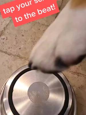 A post by @frankiebulldog on TikTok caption: DJ Frankie Bulldog #frankiebulldog #bulldog #funnydogs 